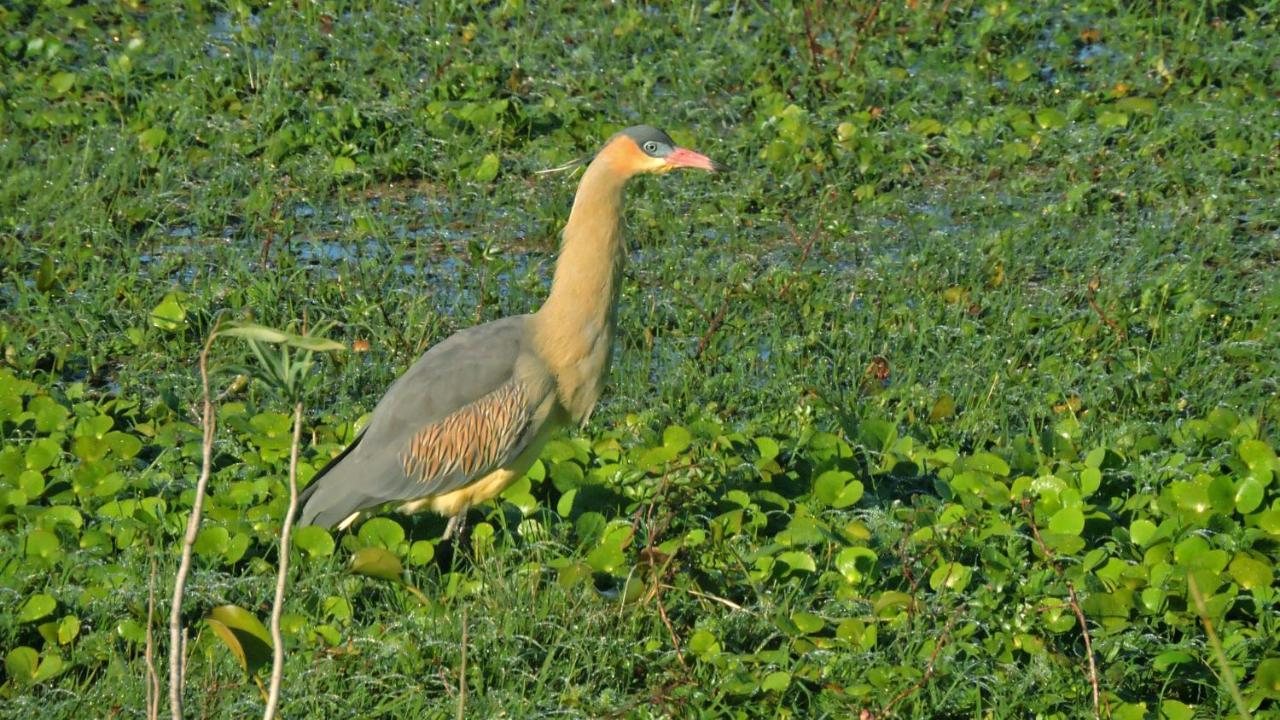 Los Chaja Ecolodge Barra de Valizas Εξωτερικό φωτογραφία